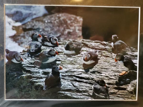 9x12 Matted Print - "Puffin Family" picture