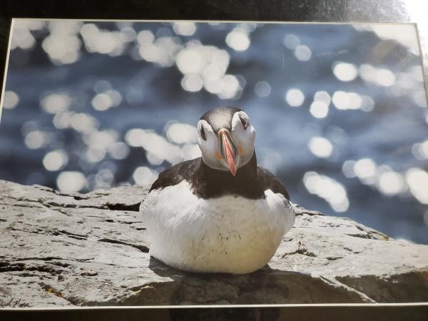 14 x 18 Matted Print - "Puffin Daze"