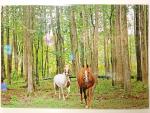 12 5/16 x 18 1/8 Un-matted Print - "Friends in the Forest"