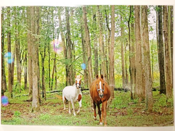 12 5/16 x 18 1/8 Un-matted Print - "Friends in the Forest"