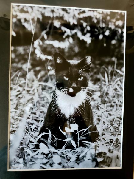 9x12 Matted Print - "Keeper of the Field 2" picture