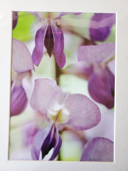 9x12 Matted Print - "Alabama Wisteria" picture