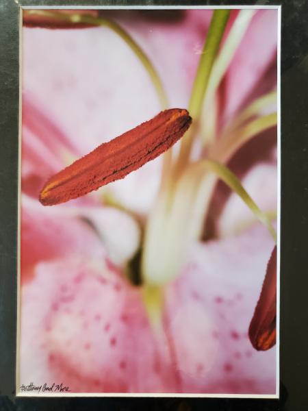 9x12 Matted Print - "Light Lily 4" picture