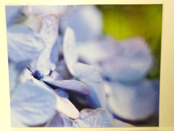 8x10 Un-matted Print - "Hydrangea Blue" picture