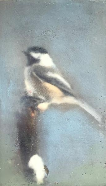 Chickadee picture