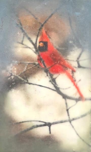 Cardinal picture