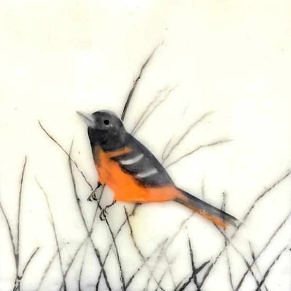 Oriole picture