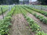 R &M Farms