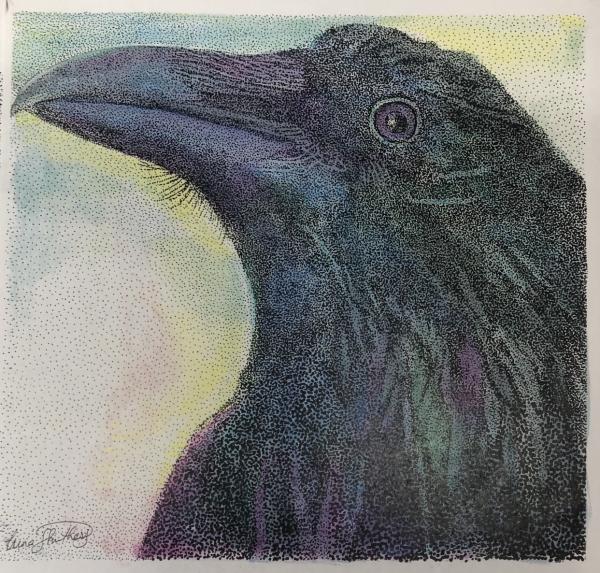 Raven picture