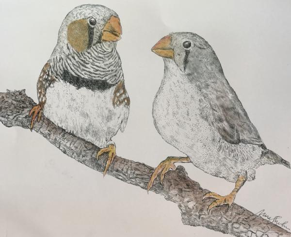 Zebra Finches Print picture