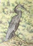 Anhinga Bird