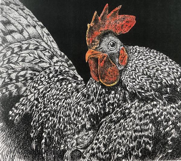 Dominecker Rooster