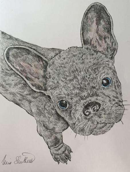 French Bulldog picture