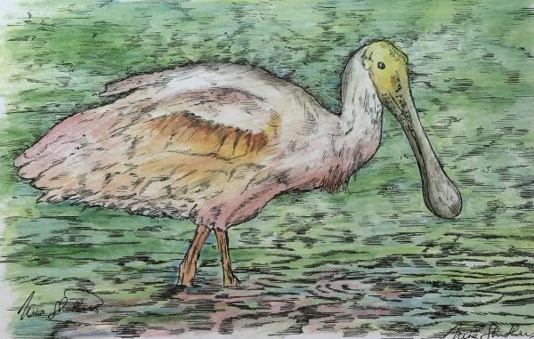 Rosetta Spoonbill