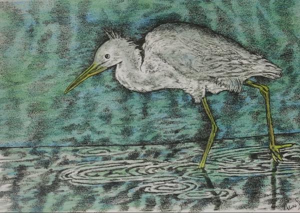 Wading Egret picture