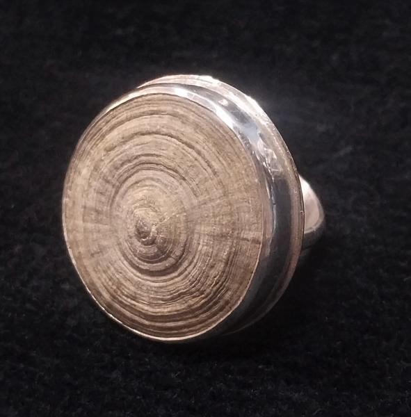 Fossil Button Coral
