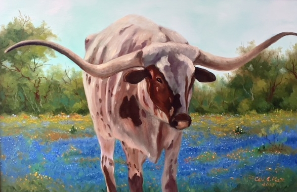 Longhorn bluebonnet meadow picture