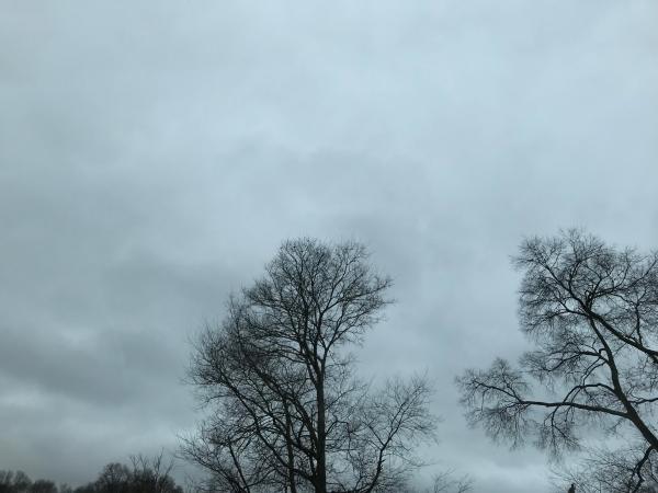 Photo of Trees