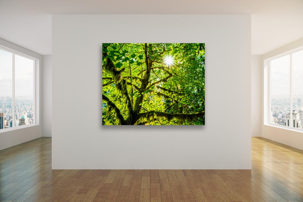 Maple Leaves picture