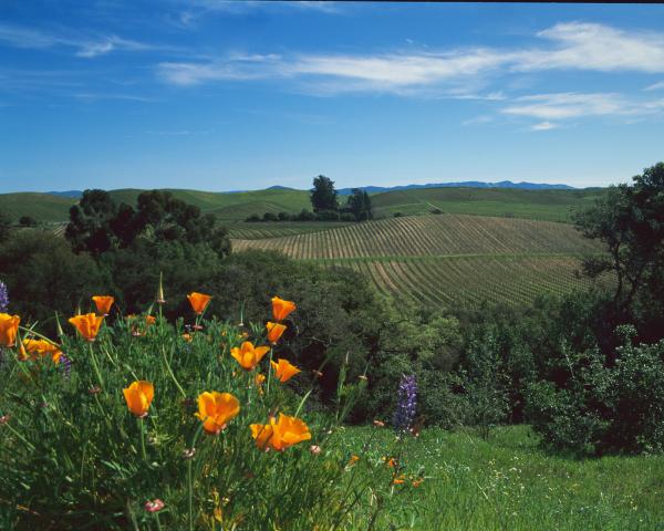 Napa Vineyard picture