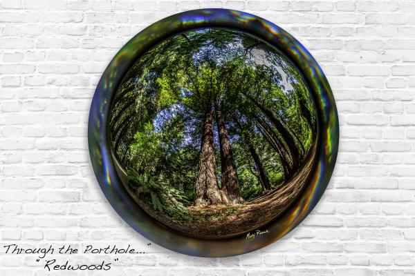 Through the Porthole... Redwoods picture