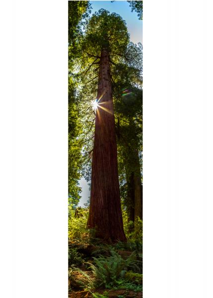 Magnificent Redwood