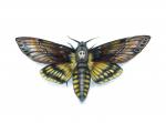 Deaths Head Hawk Moth