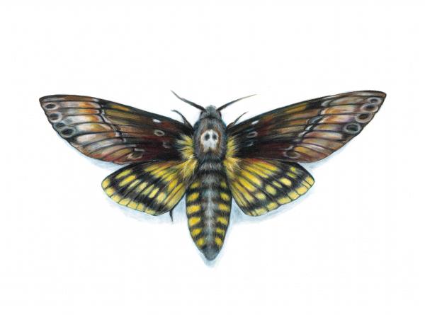 Deaths Head Hawk Moth picture