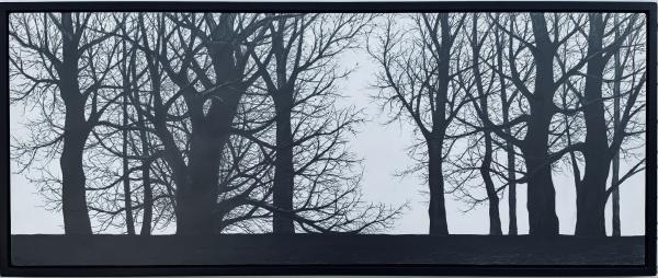 Tree silhouettes picture