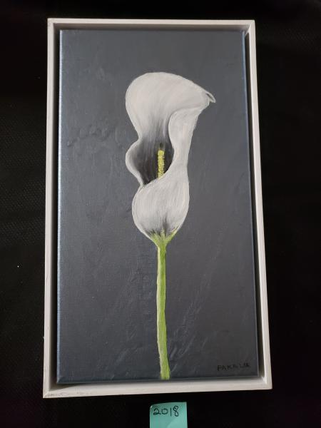 Calla lily on Gray 2044 picture