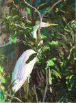The Great Egret - Jamaica