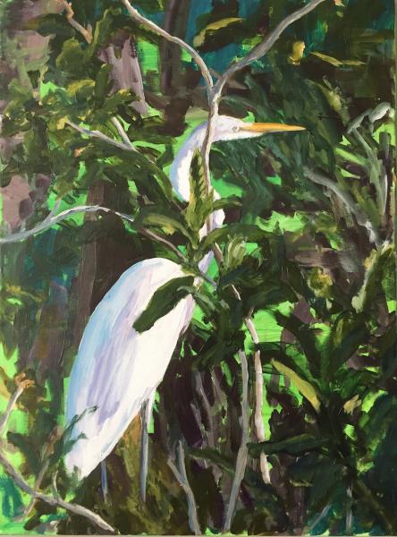 The Great Egret - Jamaica picture