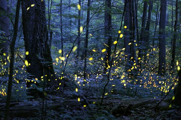 Gathering of Souls - Photo of fireflies, lightning bugs picture