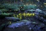 Reflections - Photo of fireflies, lightning bugs