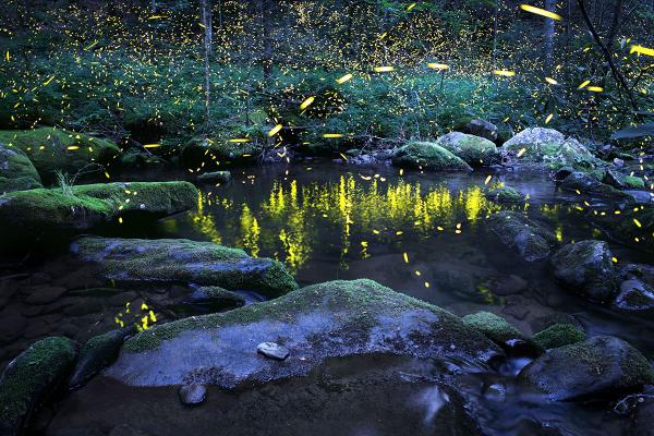 Reflections - Photo of fireflies, lightning bugs picture