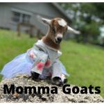 Momma Goats
