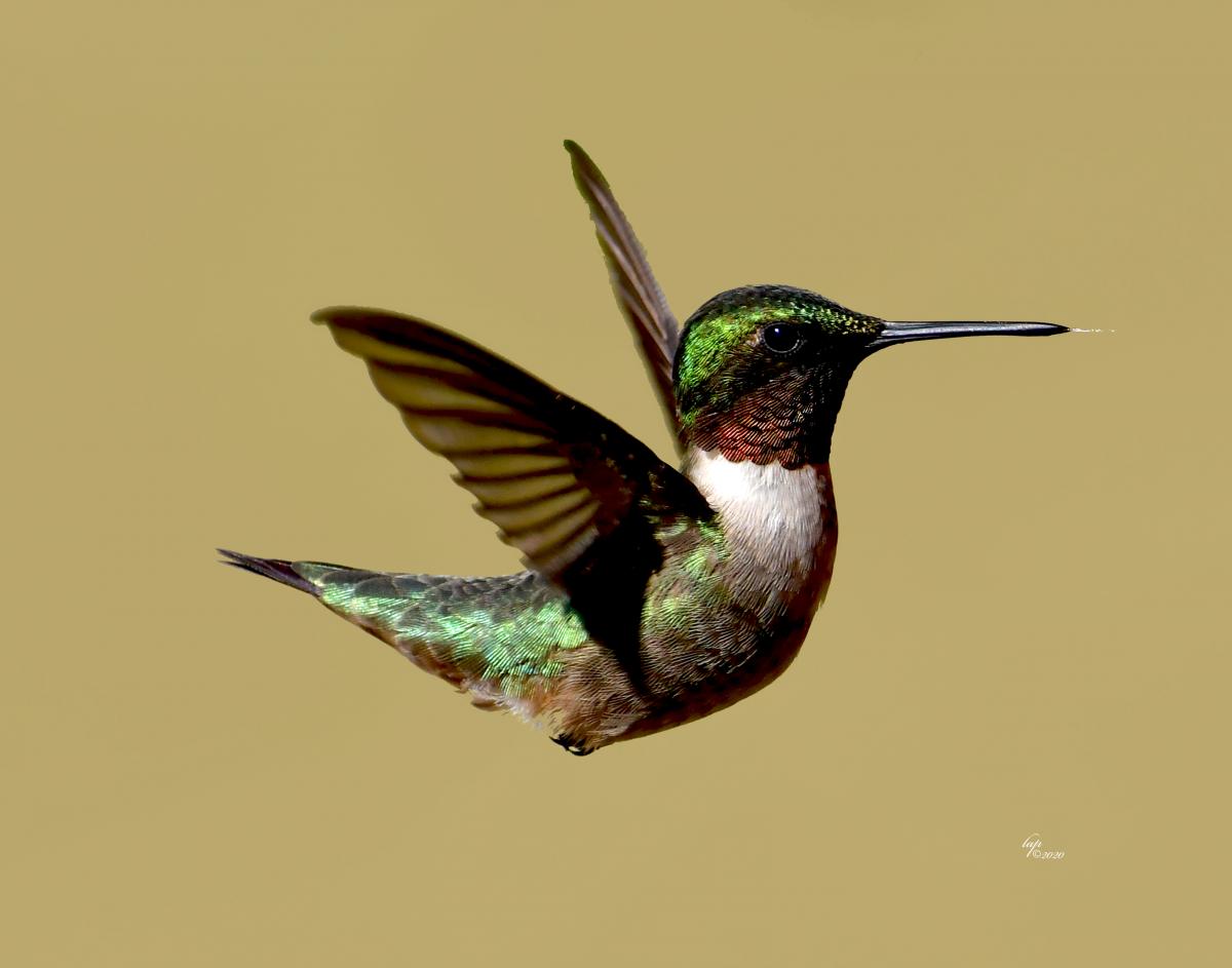 Sherlock, 8x10 Print picture