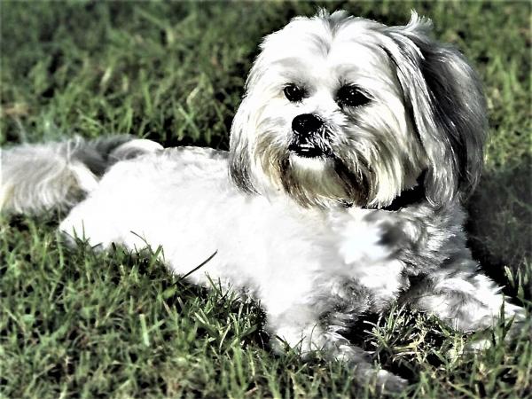 Photography - Frankie, Lhasa Apso - on Paper Matte picture