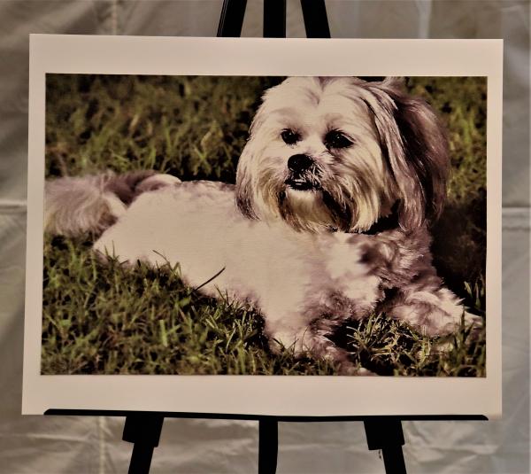 Photography - Frankie, Lhasa Apso - on Paper Matte picture