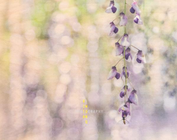 Wisteria Whisper