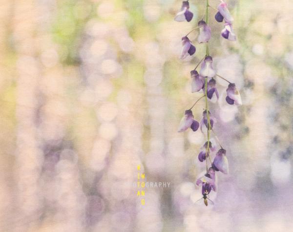 Wisteria Whisper picture