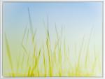 Summer Grasses