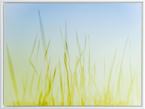 Summer Grasses