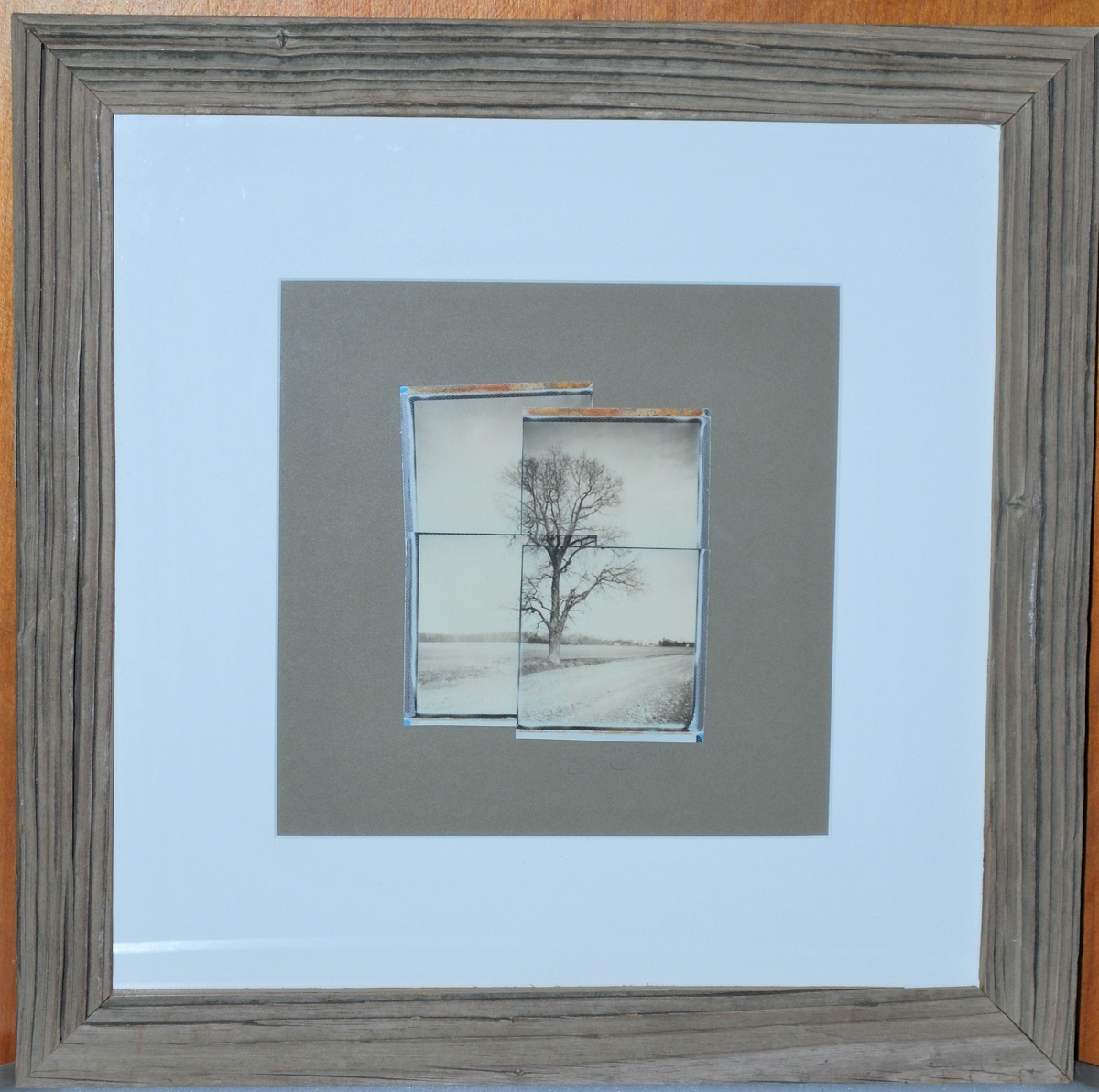 Warren Woods Road Tree Collage picture