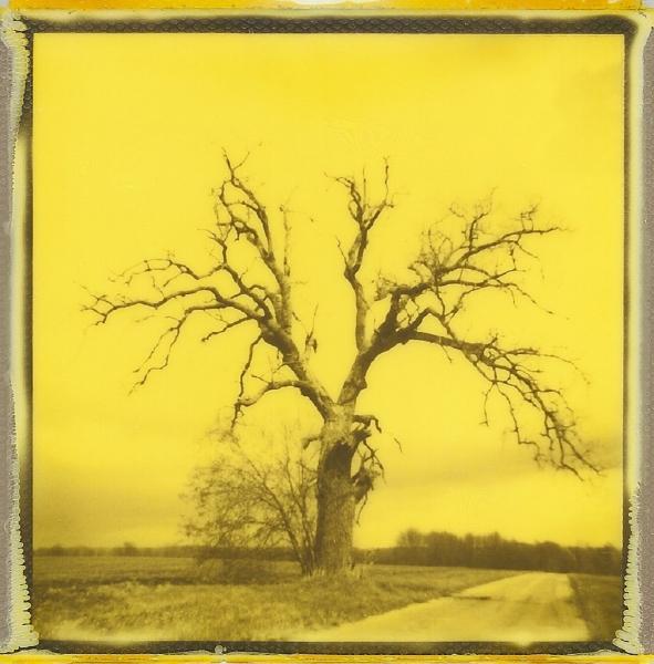 Yellow Split Tree picture