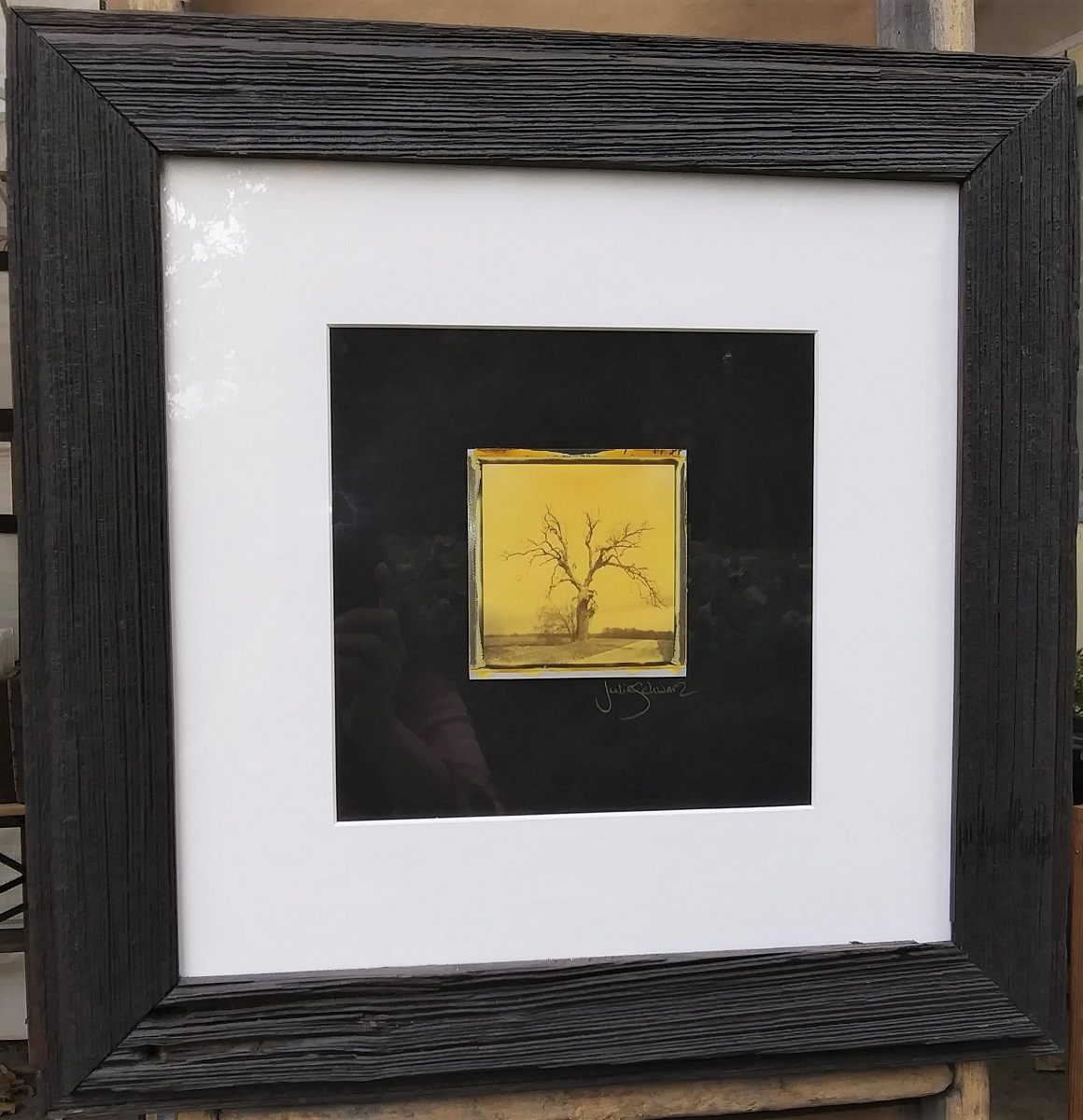 Yellow Split Tree picture