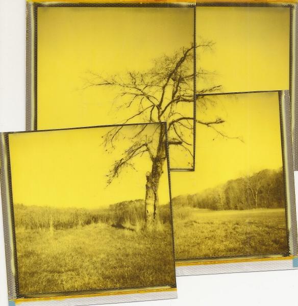 Yellow East Rd. Tree Collage picture