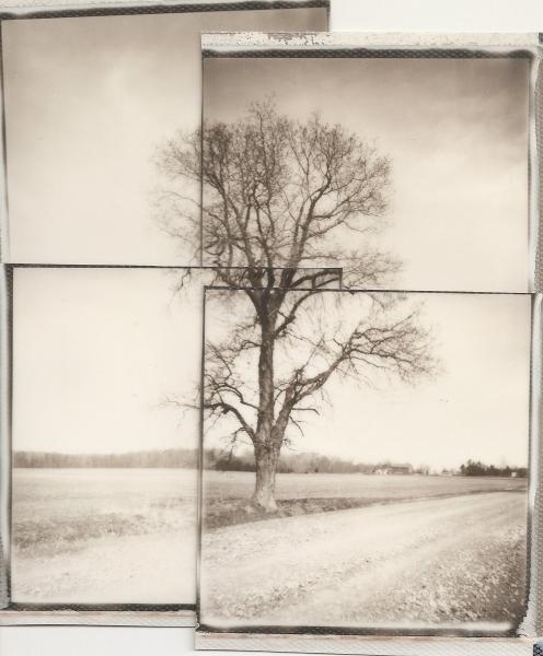 Warren Woods Road Tree Collage