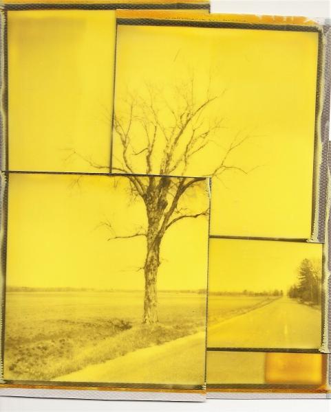 Yellow Shaggy Tree Collage