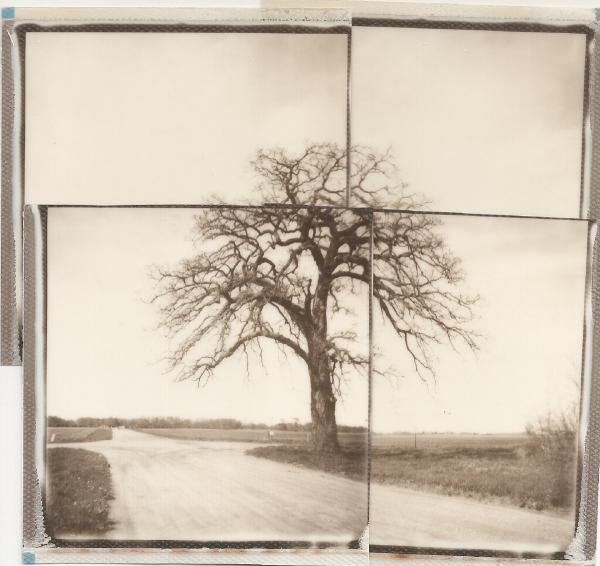 Curran Road Tree #2 Collage